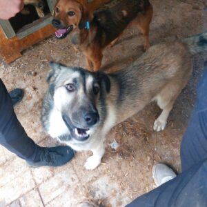 MIGUEL - vermisst 04/2023