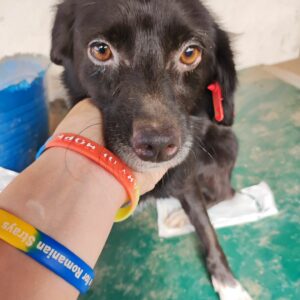 JAYZI - auf Pflegestelle in PLZ 0 vermittelt