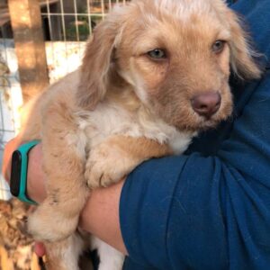 DONUT - reserviert CD vermittelt