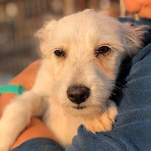 REYKJA - reserviert Arche Noah Bidingen vermittelt