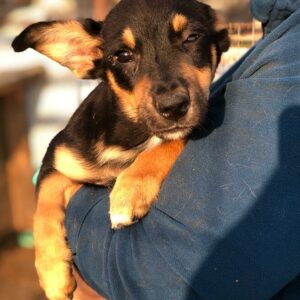 LUY - Notfall: neurologische Probleme - reserviert AN/ MfTL - vermittelt