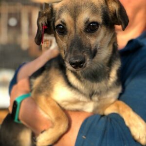 NOVY - 3-Beinchen - auf Pflegestelle in PLZ 3 *vermittelt*