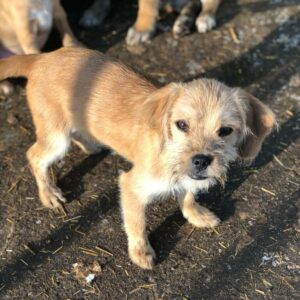 ORO - reserviert Arche Noah Bidingen vermittelt