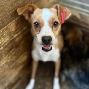 MOLINA- Notfall in Rumänien - jetzt auf PS im PLZ Bereich 18 - vermittelt