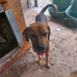 NAJUK - viel zu dünn, sehr gestresst reserviert TINO (26/09) - vermittelt