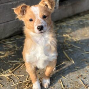 ROSSINI - reserviert TH Wannigsmühle - vermittelt