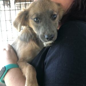 NORMA - reserviert CD vermittelt