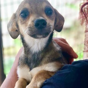 VIVA - reserviert TH Koblenz vermittelt