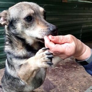 SCOIATTOLO - vermittelt Kathleen Müller