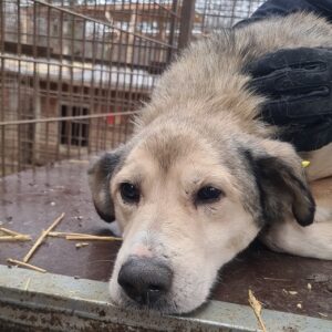 STEVIE - seel. Notfall - reserviert TH Tuttlingen vermittelt