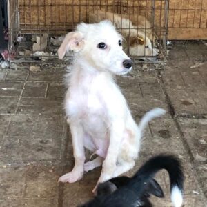 CHRIS - zu dünn, beginnende Hautprobleme - reserviert Tierhilfe Lebenswert DR (15.07.) - vermittelt