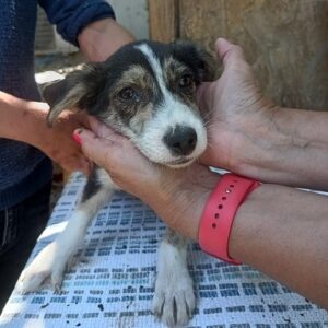 GORRIÓN - ausgereist zum TST Rösrath