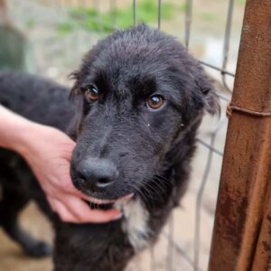 EMERSON - auf PDR PS im PLZ Bezirk 61 - vermittelt