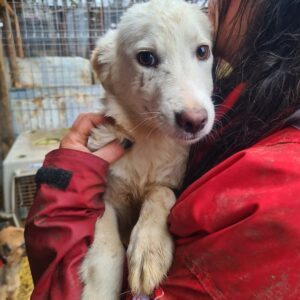 ISKA - reserviert Hundescheune Fläming - vermittelt