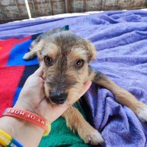 LEMONCELLO - auf Pflegestelle in PLZ 2 vermittelt