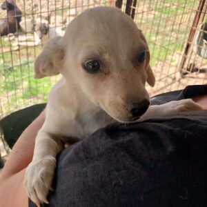 GUCCI - reserviert Vergessene Pfoten Stuttgart vermittelt