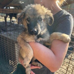 AMELE - reserviert TH Limburg vermittelt