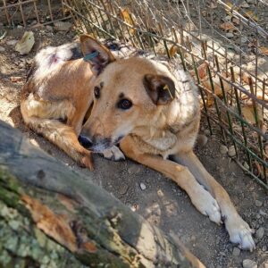 NAYDRA - Notfall: Mobbingopfer - vermittelt LS