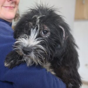 PALMA - zu dünn, abklingende starke Hautprobleme - reserviert für Tierhilfe Lebenswert - vermittelt