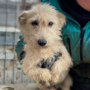 LULU - reserviert TST Rösrath - vermittelt