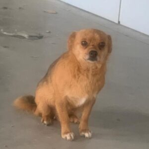 MIMI - vermisst 06/2022