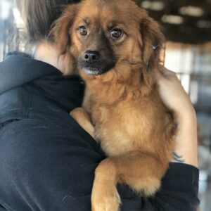 CHERRYSA - reserviert Betty vermittelt