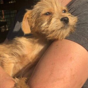 PIPPILOTTA - reserviert TH Filderstadt vermittelt