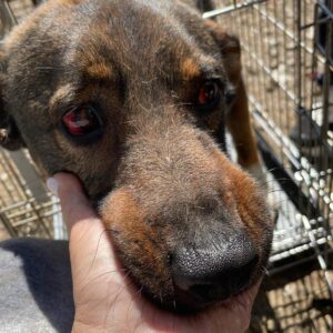 ACADIUS - wurde schlimm geschlagen - auf Pflegestelle in PLZ 5 *vermittelt*