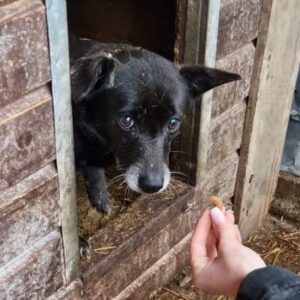 SHIWA - ausgereist zu Vierbeiner in Not