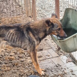 KANYA - Notfall - auf Pflegestelle in PLZ 5 ausgereist - vermittelt