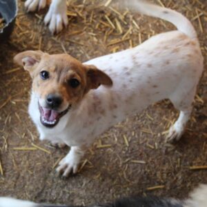 SKADI - reserviert Tierhilfe Lebenswert DR 31.10. - vermittelt