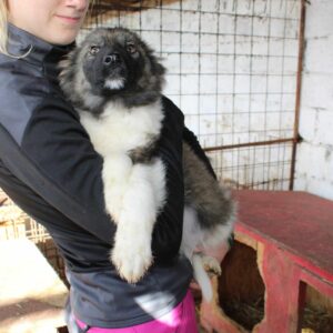 FLUFFY - reserviert LS - vermittelt