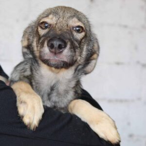 SINY - reserviert Tierhilfe Lebenswert DR 03.11. - vermittelt