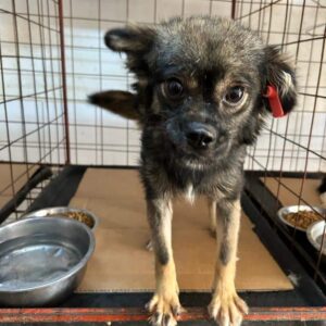 PIPS - vermittelt MD