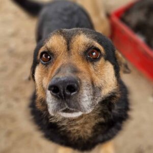 MURPHY - traurig und verzweifelt - auf PDR PS im PLZ Bezirk 31 - vermittelt