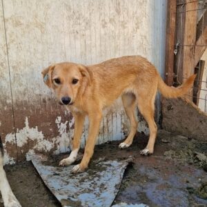 AVENA (♀) - vermisst 11/24