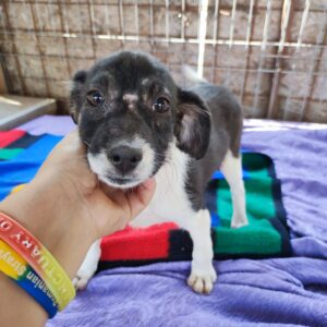 ANNABEL - reserviert TH Koblenz vermittelt