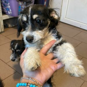 RANDY - reserviert Anna vermittelt