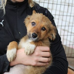 HOPE - reserviert SK - vermittelt