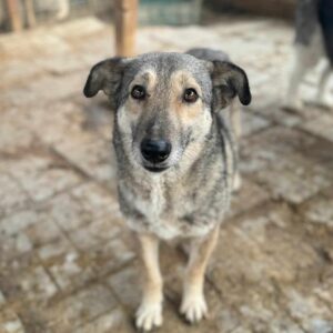 FEENJA - seit mind. 2021 im Shelter