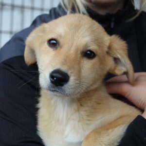 NESSA - reserviert für Tierhilfe Lebenswert - vermittelt