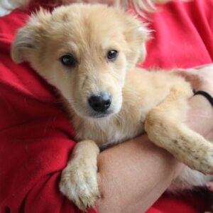 AYDAN - auf Pflegestelle in PLZ 79 *vermittelt*