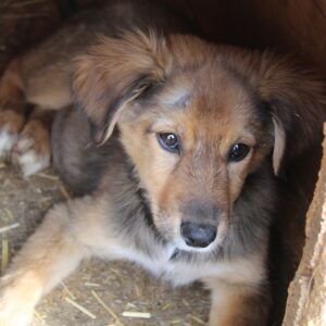 FUFFU - reserviert Alexandra vermittelt