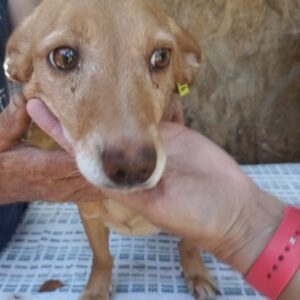 SHIKA - ausgereist zur Tierhilfe Lebenswert