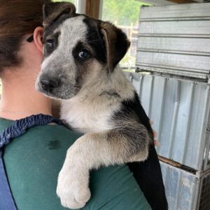 BETTIE - auf Pflegestelle in PLZ 6 vermittelt