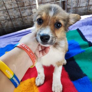 HELGA - auf Pflegestelle in PLZ 9 *vermittelt*