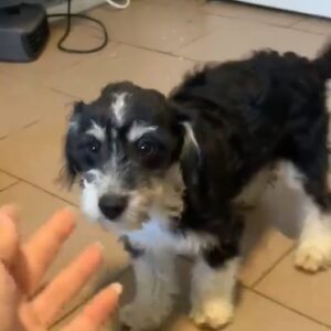 TOMO - reserviert Anna vermittelt