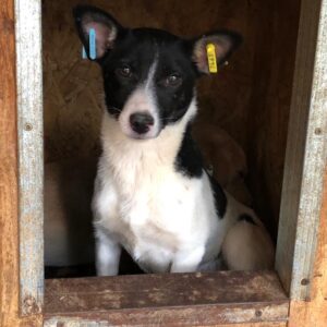 JULCHEN - ausgereist zum TST Rösrath