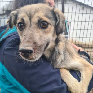 SHINY - Notfall - reserviert Alexandra - vermittelt