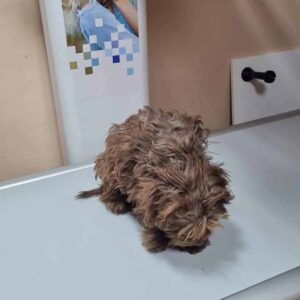 RALUCA - rechter Hinterlauf durch Autounfall gebrochen - vor Ort vermittelt